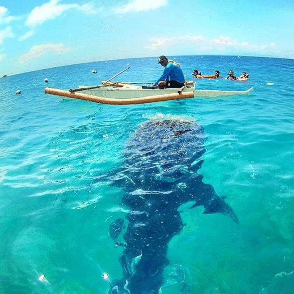 Whale shark encounter in Oslob, Cebu