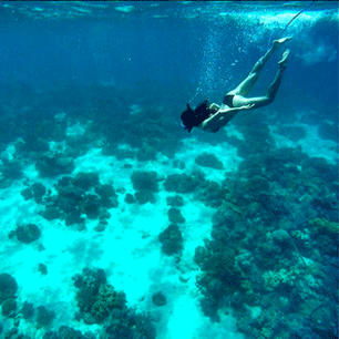 Snorkeling at Hale Manna house reef in Moalboal