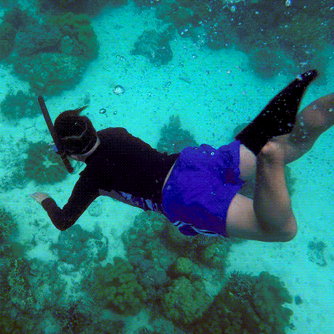 Underwater scenery at Hale Manna reef