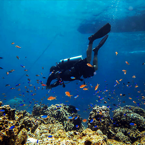 Whale shark watching in Oslob