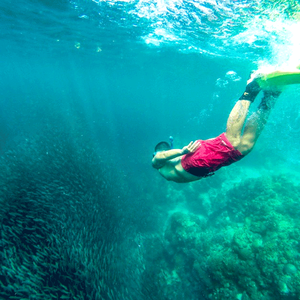 Swimming with whale sharks